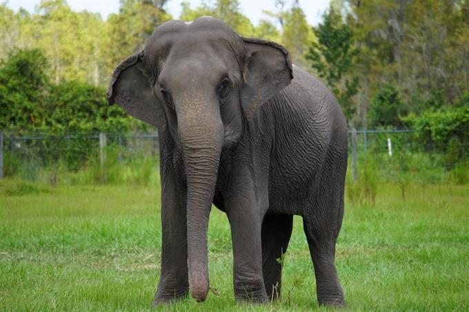 Florida recibe a 32 elefantes ‘jubilados’ de varios circos