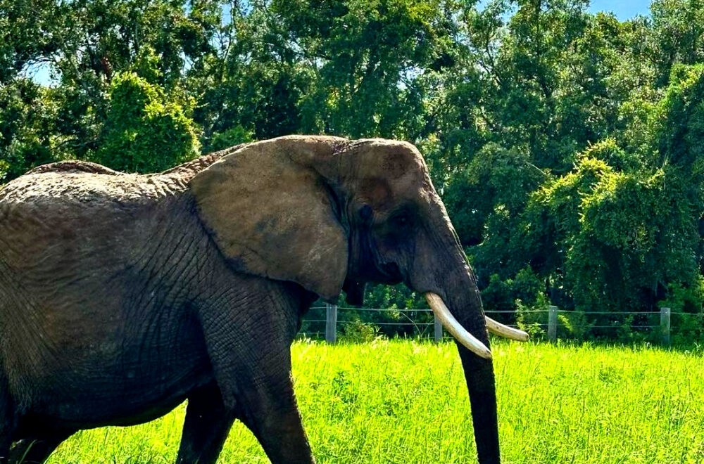 No necesitas ir a África para acariciar elefantes: Tu safari personal está a tres horas de Miami