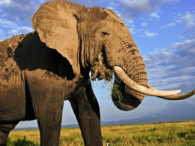 Aprende cómo proteger a los elefantes en evento “Toss The Tusk” del Zoo Miami