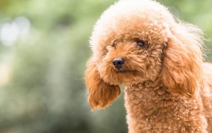 Florida: Abandonan a dos perros en una peluquería canina en Florida