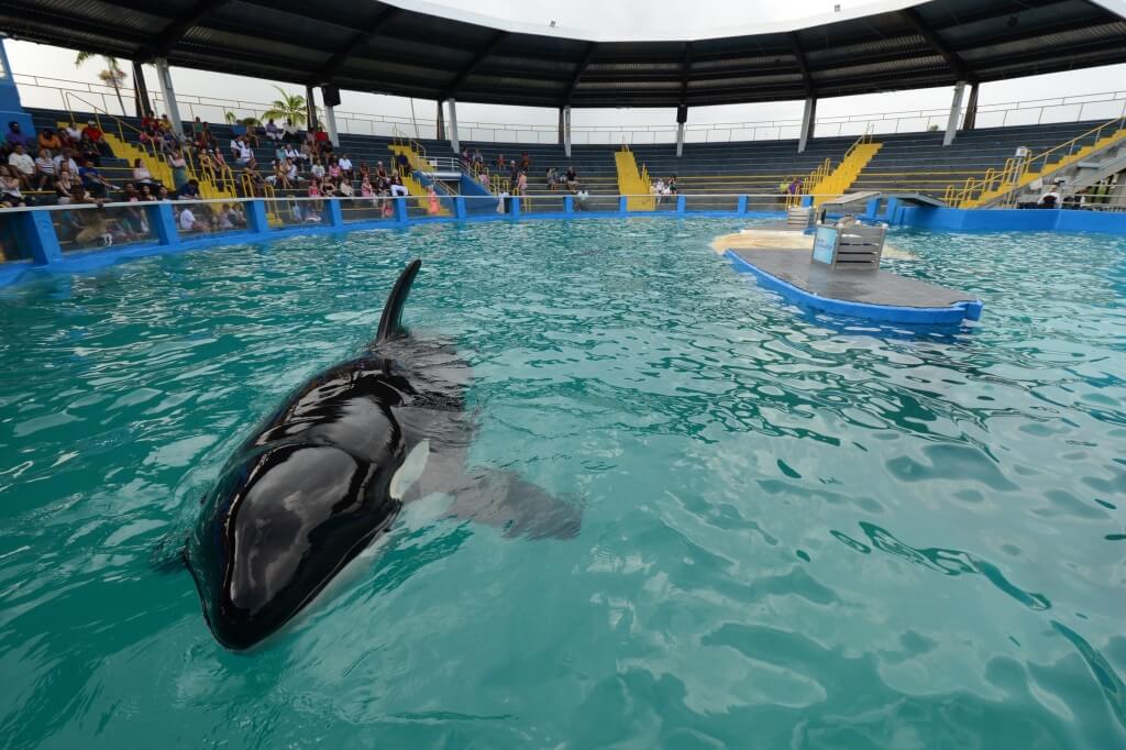 Orca Lolita recibirá tratamiento en el Seaquarium de Miami