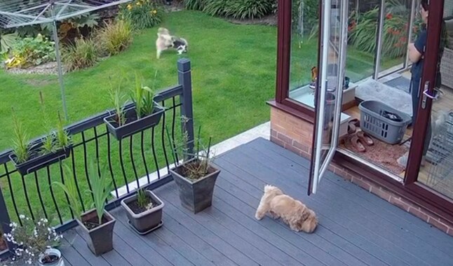 Un gato ayuda a su dueña a poner orden en la casa [VIDEO]