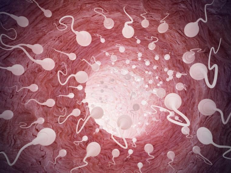 Ya no serán necesarios los hombres, científicos crean espermatozoides funcionales a partir de células madre