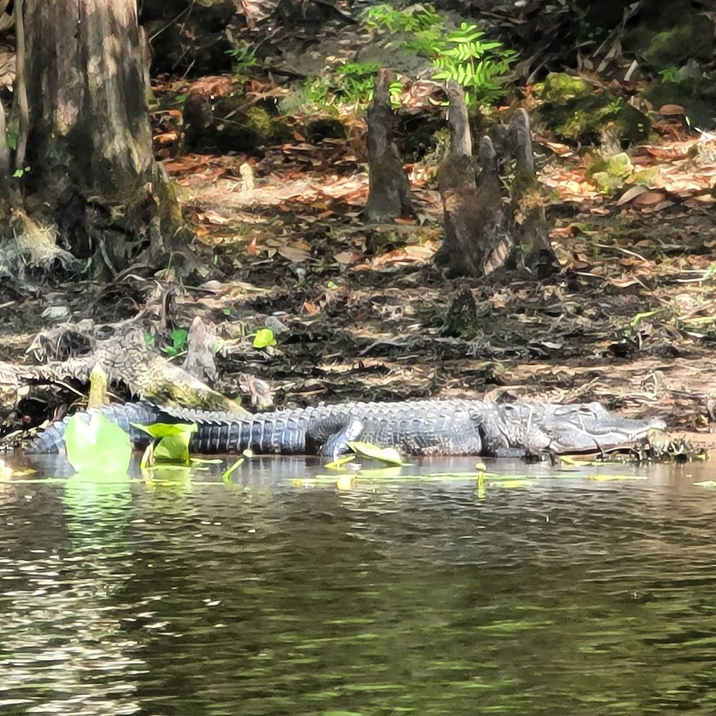 Cadaver encontrado de una mujer en un estanque pudo haber sido víctima de un cocodrilo en Florida