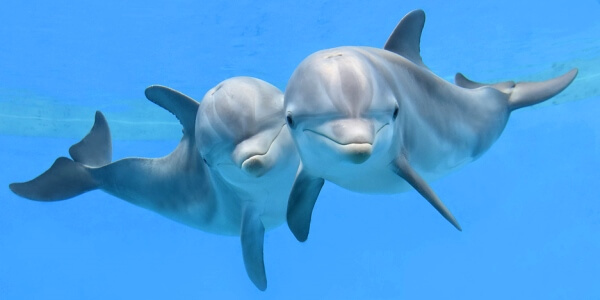 Encuentran muertos a 2 delfines con heridas de bala