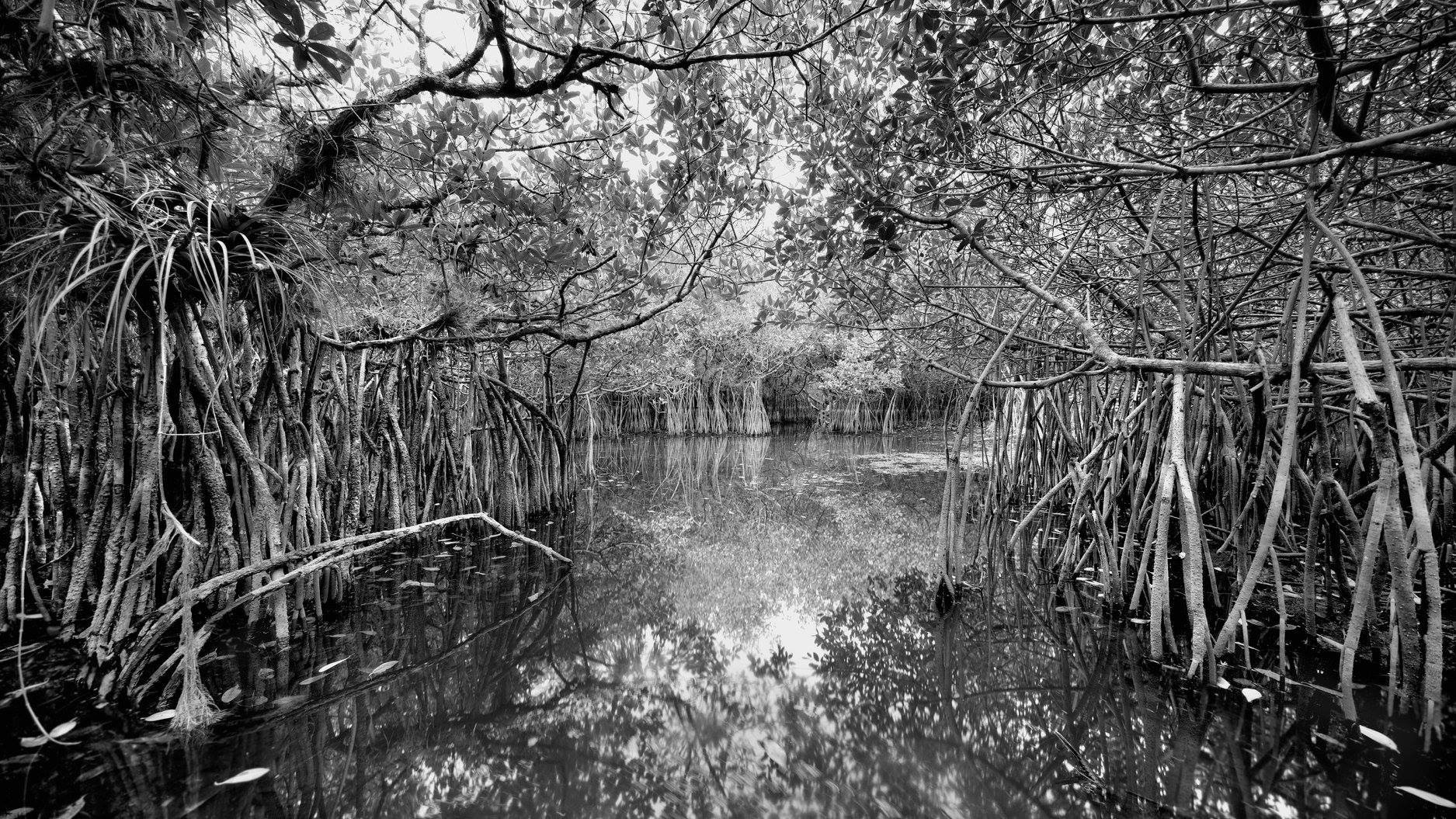 Fotógrafo asegura que no hay otro lugar en la tierra como los Everglades