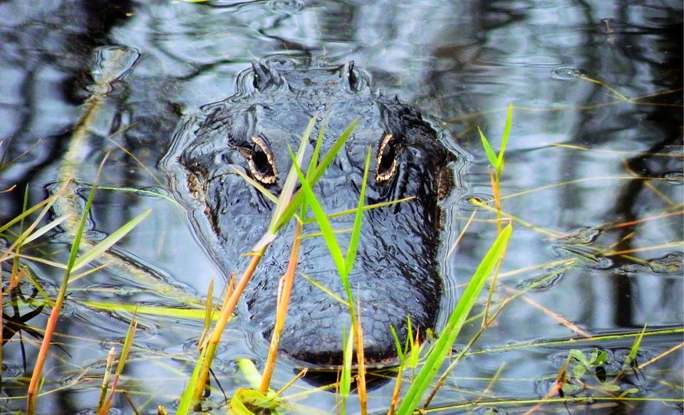 ¡Atención! Se solicitan cazadores de caimanes en Florida
