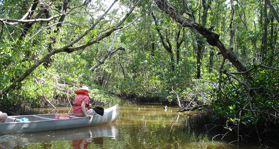 Presupuesto 2021 de Trump incluyó $ 250 millones para restaurar Everglades