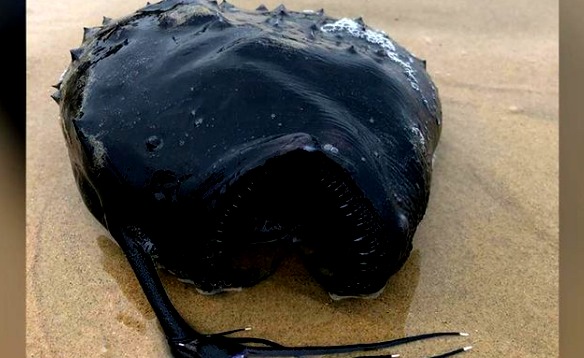 Extraña criatura marina aparece en playa del sur de California