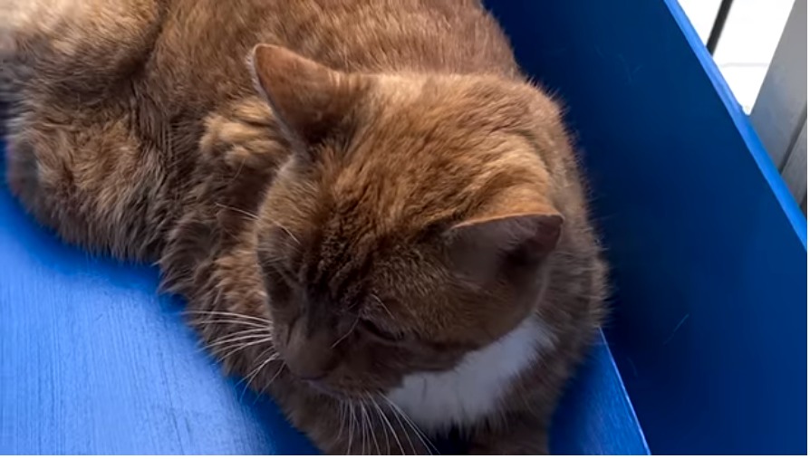 ¡Enternecedor! Construye un ascensor para su viejo gato de 19 años y el felino le agradece la tecnología (VIDEO)