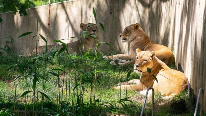 Seis leones y tres tigres del zoológico de Washington dan positivo para covid-19