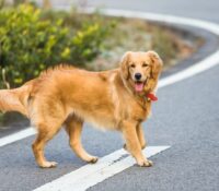 ¿Fuente de la juventud para peluditos? Nuevo tratamiento prolonga vida de los perros