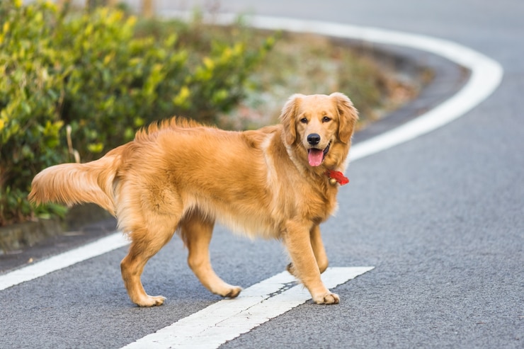 ¿Fuente de la juventud para peluditos? Nuevo tratamiento prolonga vida de los perros
