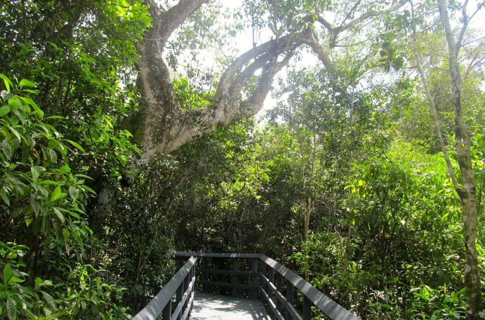 Mujer fue asaltada y agredida sexualmente en sendero natural de Coconut Creek