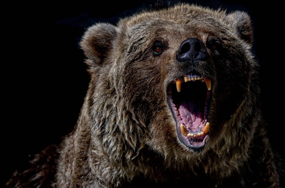 Adolescente fue sorprendido por enorme oso: entró a su casa buscando galletas