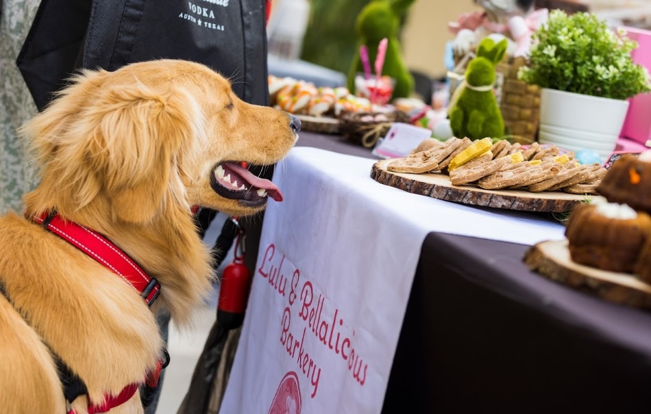 Doggizen Food Fest Miami, un festín exclusivo solo para perros