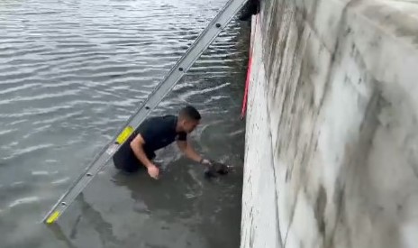 Perro es salvado al caer en una playa de Miami