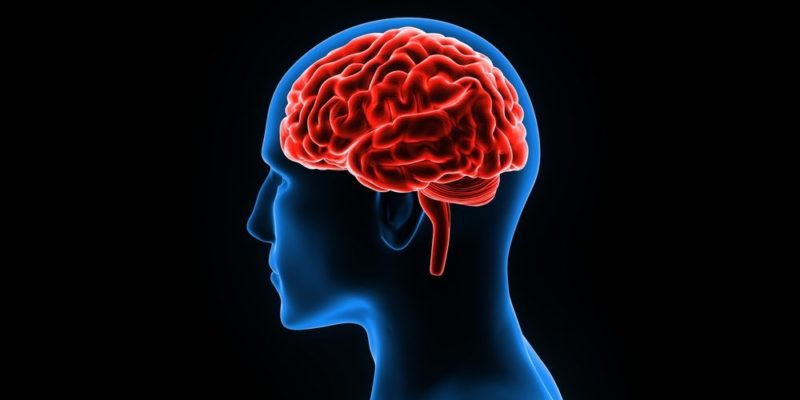 El cerebro y la pérdida de la memoria, expertos de Harvard enfocados en su estudio