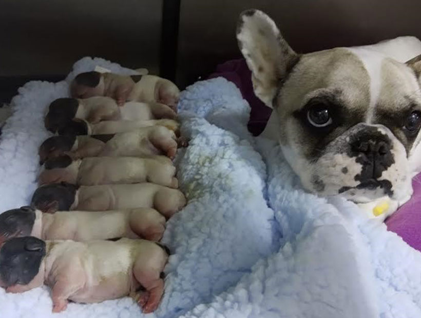 Ocho cachorros de bulldog murieron quemados al reventarse un calentador en clínica veterinaria
