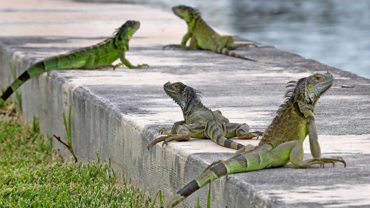 Invasión de iguana preocupa a los propietarios en Florida