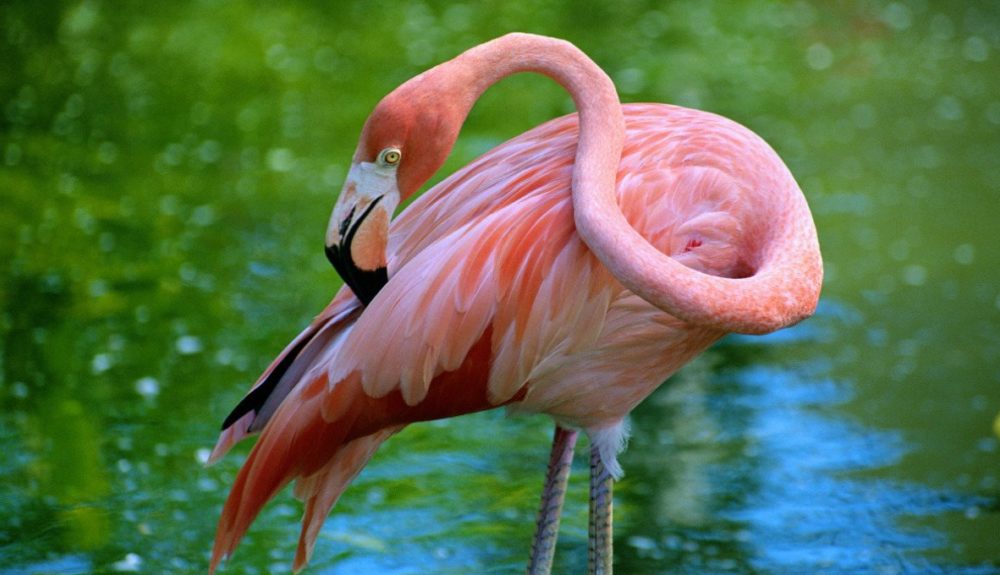 Proponen designar al flamingo como el ave de Florida… ¿no lo era ya?