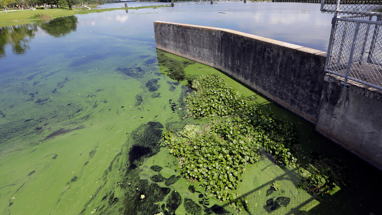 En alerta varios condados de Florida por presencia de algas dañinas