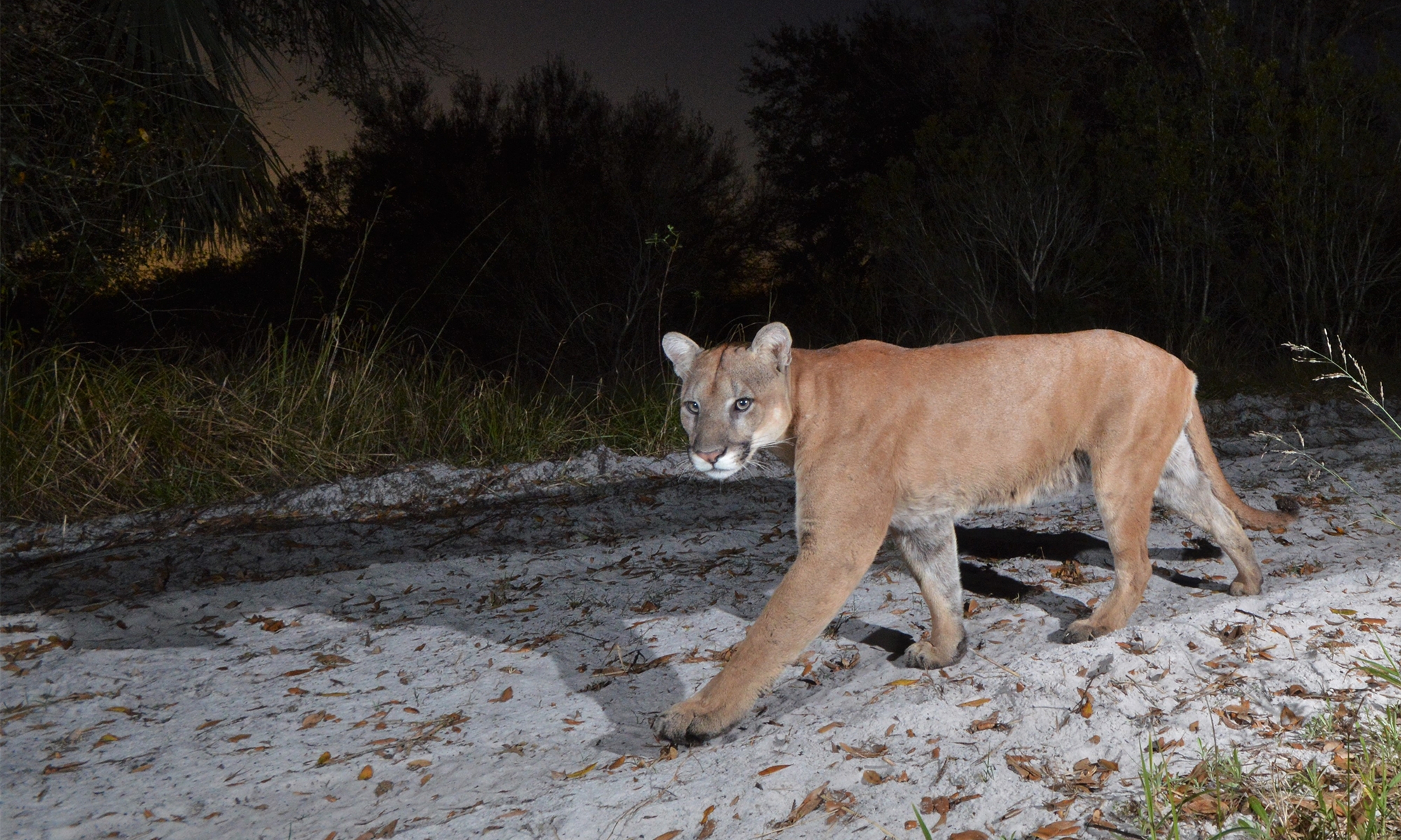 Se reportó la primera muerte de Puma de Florida del 2020