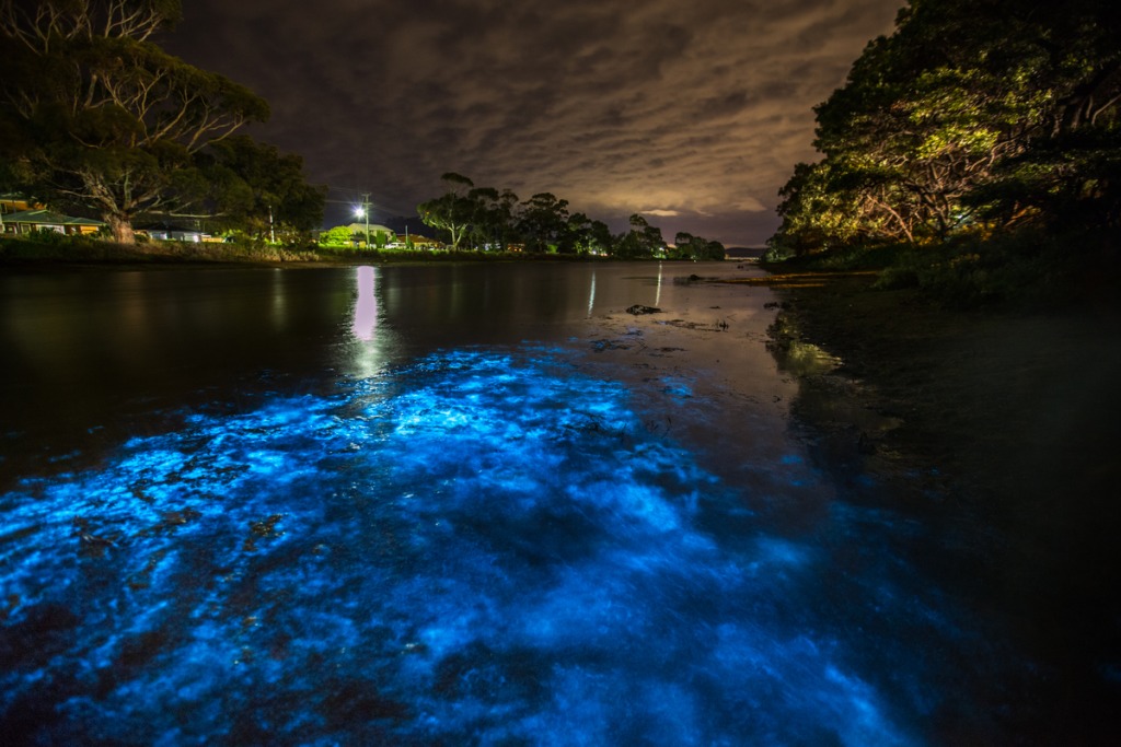 Explore Indian River Lagoon por la noche para descubrir un mundo mágico de aguas azules fluorescentes