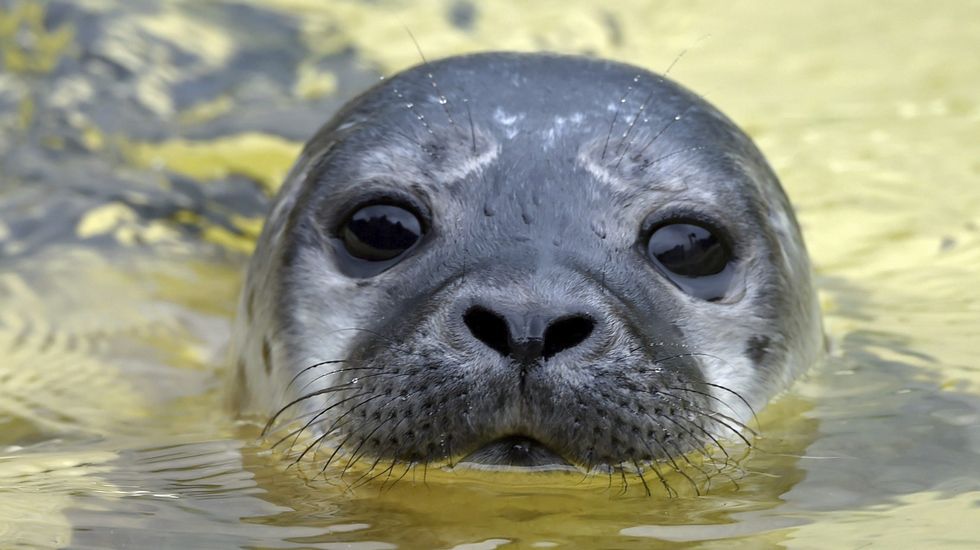 Mira la insólita imagen de una foca que se volvió viral por su aspecto casi humano (Foto)
