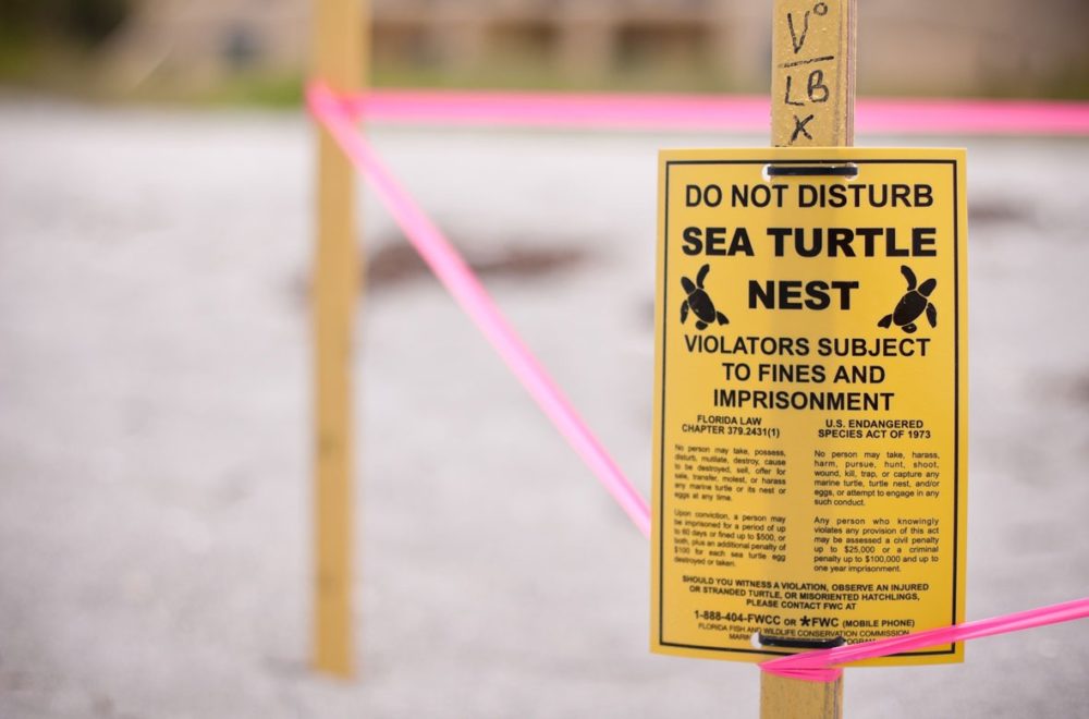 Captan a bañistas pisoteando nido de tortugas protegidas en Palm Beach