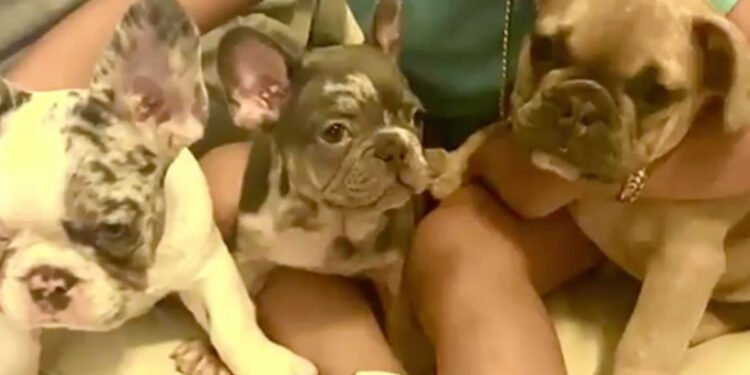 Se llevaron a tres Bulldogs franceses valorados en 60.000 dólares y ropa de diseño durante un robo en Miami