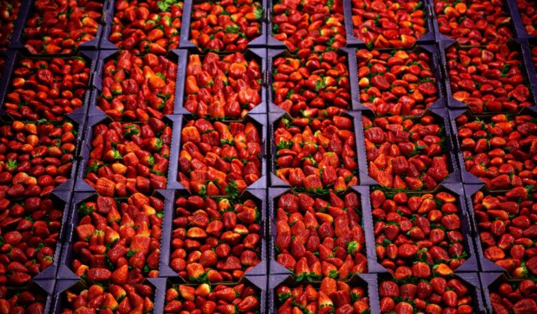 Cambio climático pone en peligro cosecha de fresas en Florida
