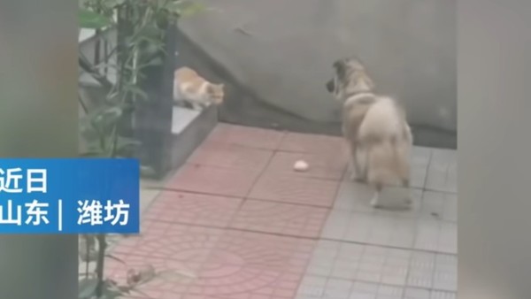 El conmovedor video del perro que le comparte su comida a un gato callejero (VIDEO)