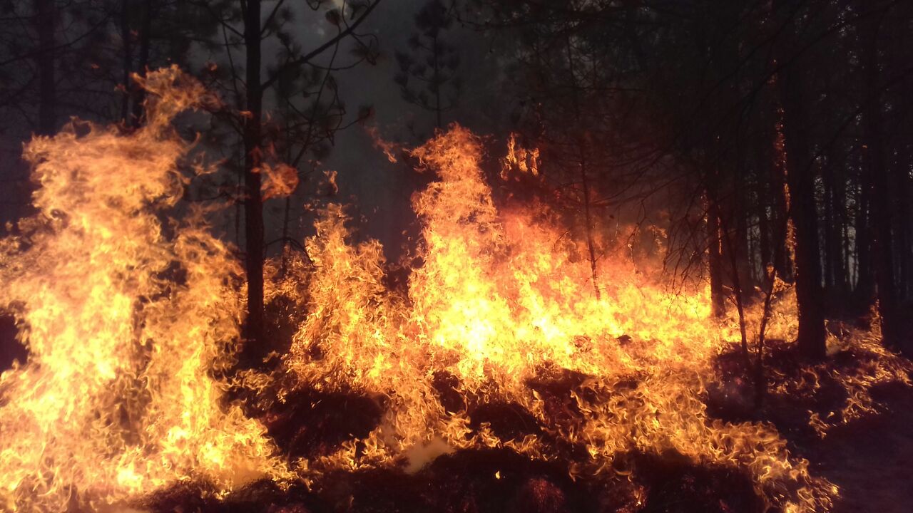 Florida será afectada por el cambio climático y podría sufrir incendios forestales