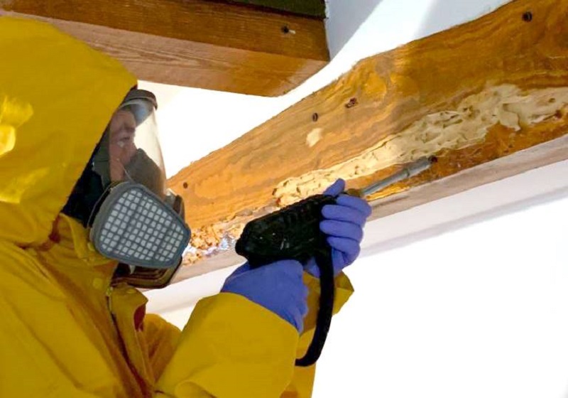 Temporada de termitas en Florida: ¿Cómo proteger su vivienda?