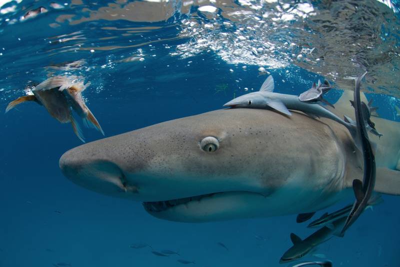 tiburones