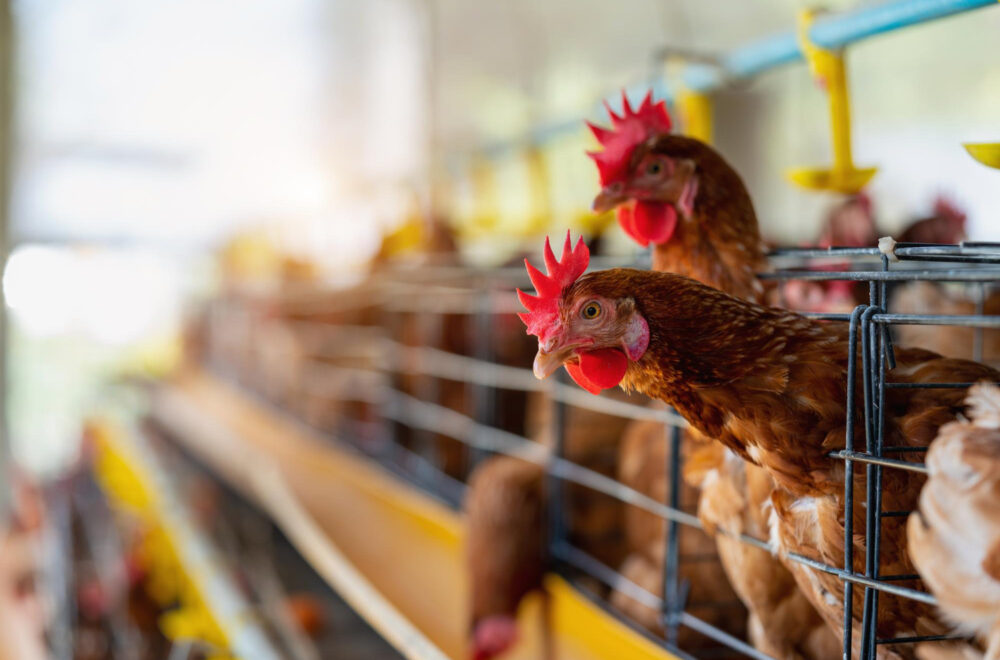 Alquilar gallinas: la respuesta creativa a la crisis de los huevos en EE.UU.