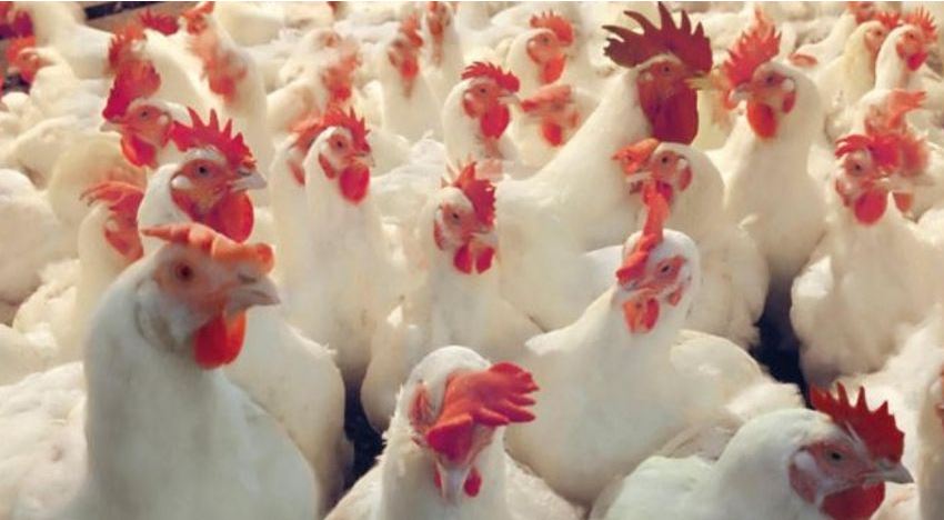 Granja de gallinas se viralizó en redes al recrear la batalla de ‘Los Vengadores’ (Video)