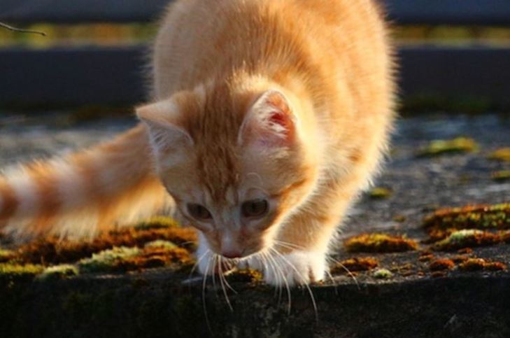 ¡Viral! Gato flojo hace ‘insólito pedido’ por no querer saltar para bajar de un pequeño muro (Video)