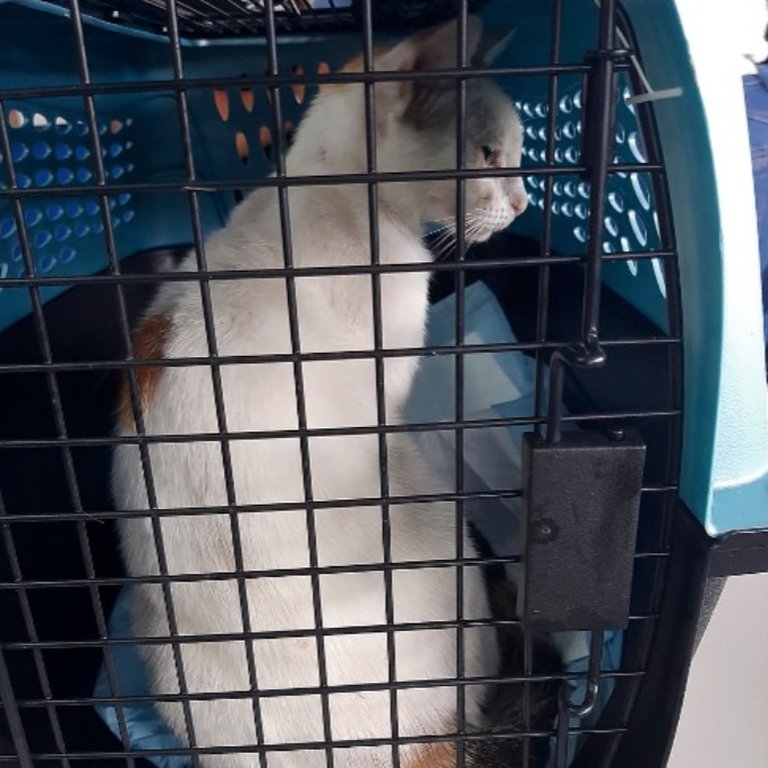 ¡Detenido! Mira lo que intentaba transportar un gato a prisión panameña