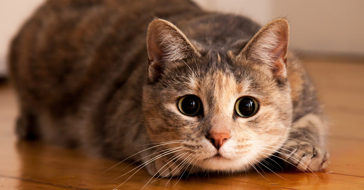 ¡Sorprendente! Descubre la ilusión óptica de un gato que se volvió viral (Foto + Video)