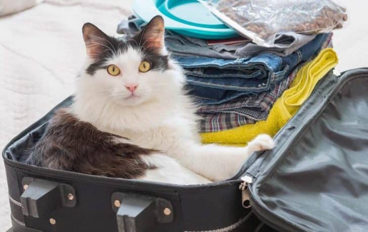 Gato se coló dentro de bolso en correa de aeropuerto: Así se vio en los rayos X