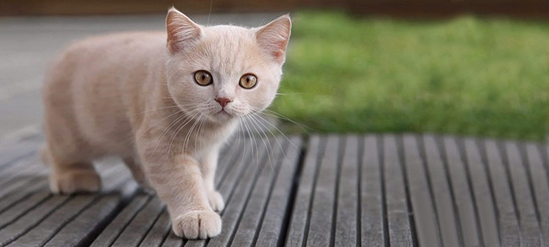8 datos curiosos que debes conocer si te gustan los gatos