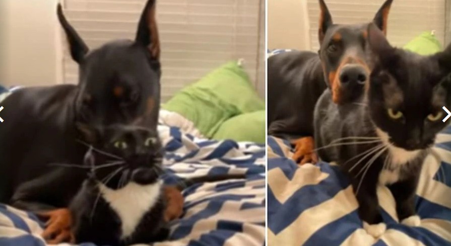 Gato se vuelve viral tras escapar del cariño de un perro