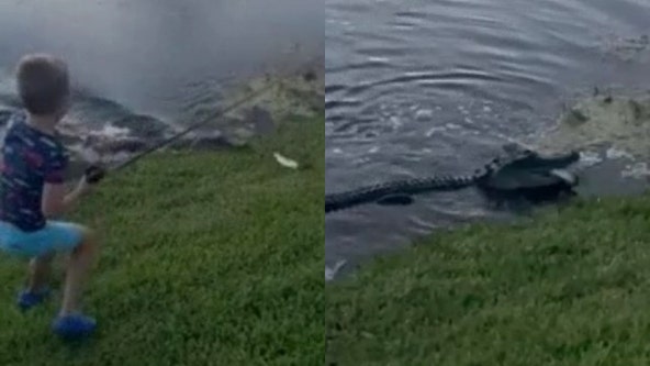 VÍDEO: Cocodrilo salió del agua y robó el pez de un niño en Florida