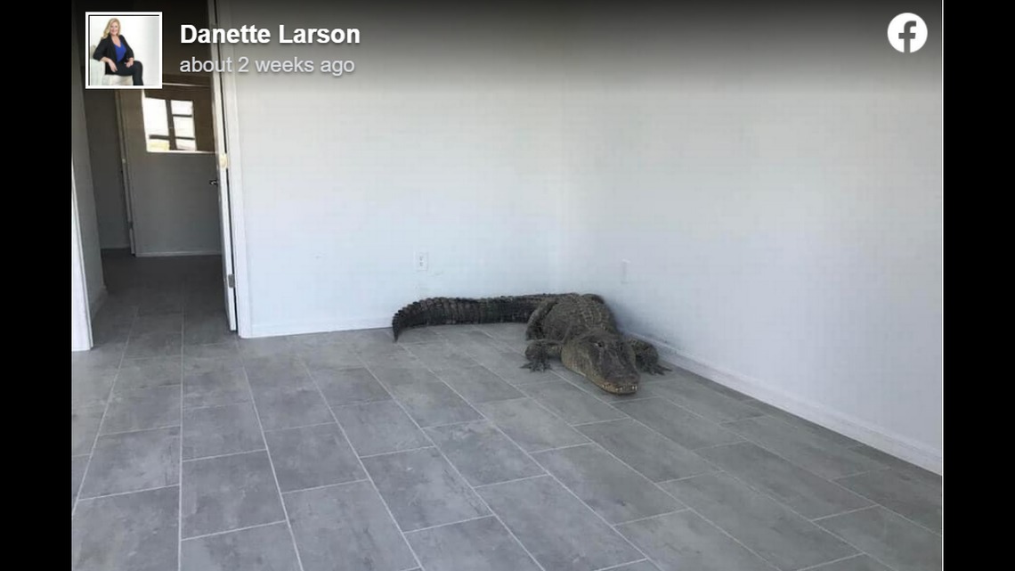 Encuentran a un cocodrilo en una habitación de una casa recién construida en Florida