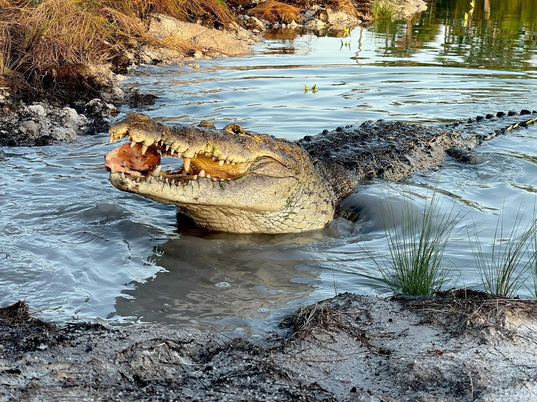 Parque de Florida organiza recaudación de fondos para ayudar a los cocodrilos