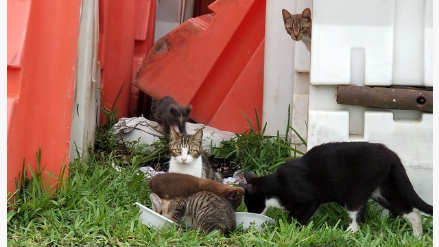 Crueldad animal: Condenan a mujer que tenía 50 gatos desnutridos en Florida