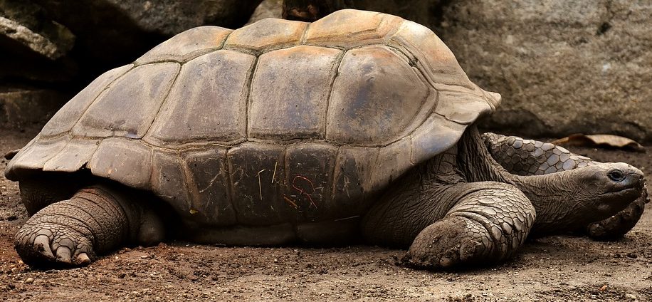 Ofrecen $200 de recompensa por la devolución de una longeva tortuga perdida en Hollywood