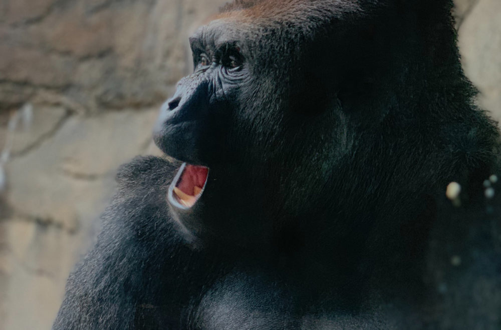 Gorila “macho” sorprende a sus cuidadores en Ohio… ¡al dar a luz!